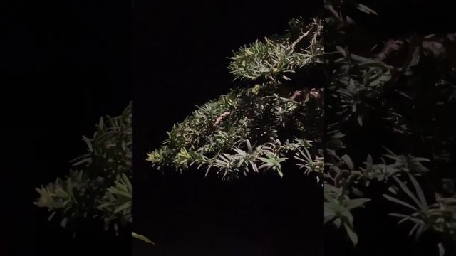 Taxus Cuspidata Multitrunk Bonsai смотреть онлайн