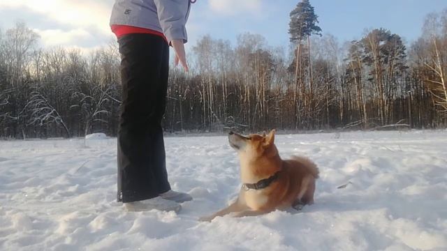 ВЛОГ / VLOG / Прогулка в лесу / Шиба ину / Сиба ину смотреть онлайн