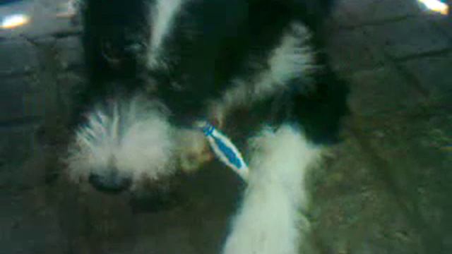 прикол с собакой смотреть онлайн