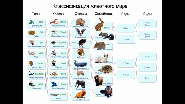 Биология. 6 класс. Параграф 4. Классификация живых организмов смотреть онлайн