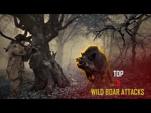 TOP 5 best boar attacks on hunters