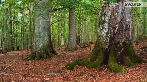 Особенности природы гор России | Окружающий мир 4 класс #31 | Инфоурок