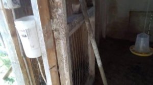 Супер средство от мух в сарае//Каким должен быть помет здоровой птицы.