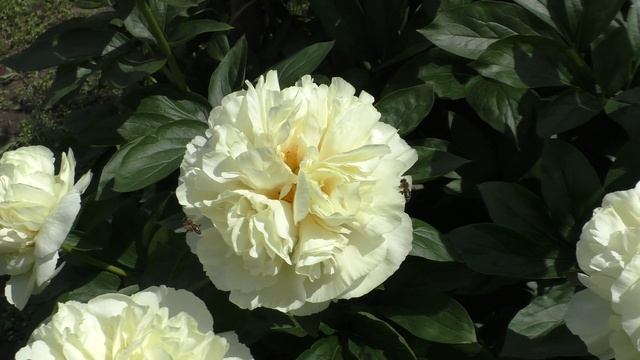 Пион Majesty’s Light смотреть онлайн