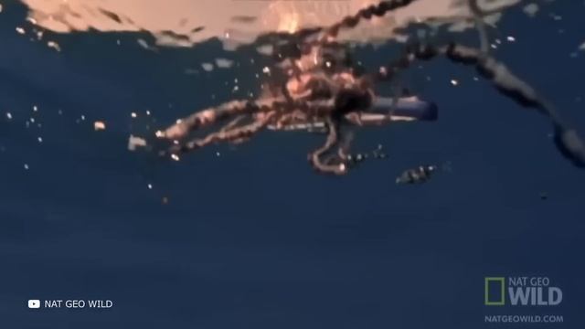 100 Самых Больших Животных в Мире смотреть онлайн