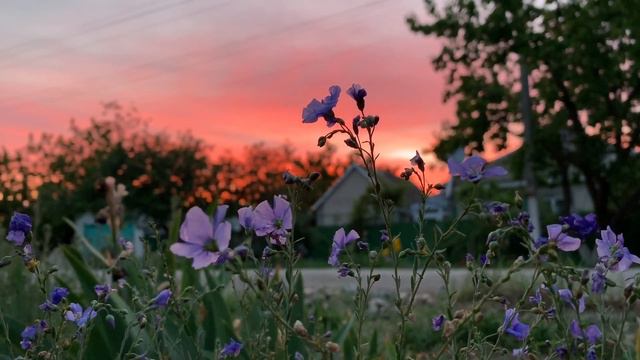 Алый закат в селе Жемчужина Нижнегорского района Крыма 22.05.2020 смотреть онлайн