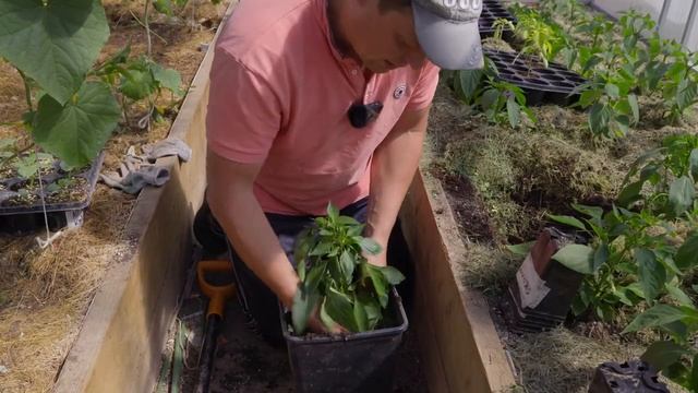 что будет если в грядку со сладким перцем посадили острый и как это исправить смотреть онлайн