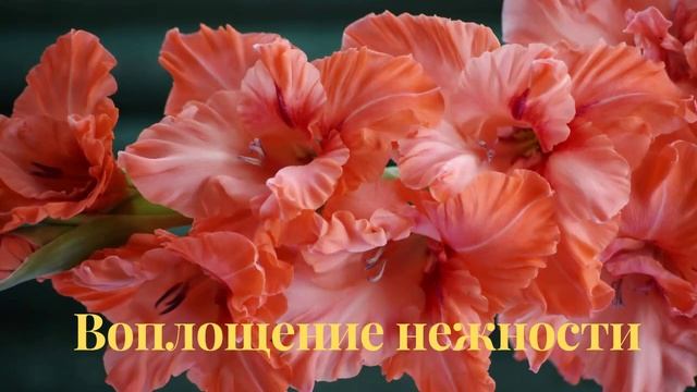 Луковицы 30-ти сортов красивейших гладиолусов. 18+ смотреть онлайн