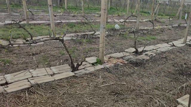 Начинаем прививку в штамб. Сроки. смотреть онлайн