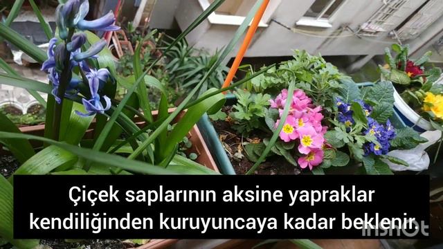 SÜMBÜL BAKIMI VE SÜMBÜL NASIL ÇOĞALTILIR смотреть онлайн