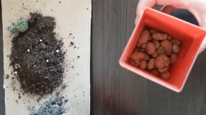 Пересадка кактуса после покупки