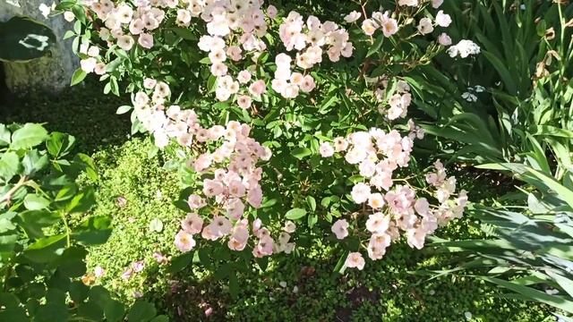 Мускусные гибриды роз: Динки, Альден Бизен, Buff Beauty. смотреть онлайн