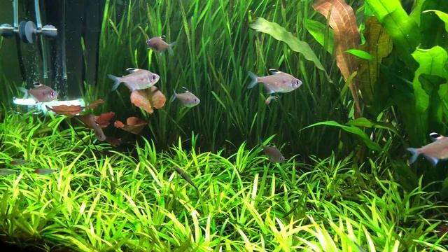 Juwel rio 450 LED planted tank. смотреть онлайн