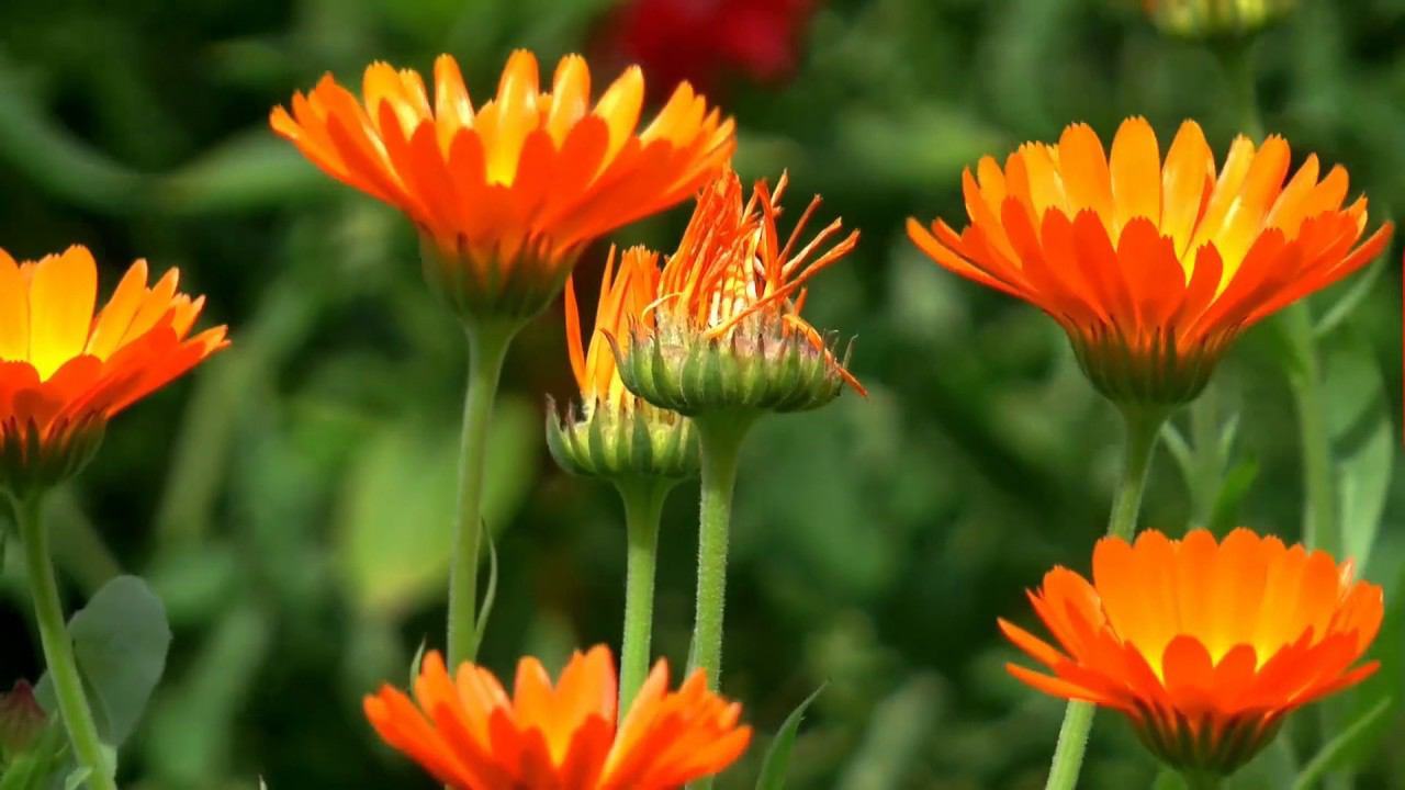 Music Church Postcard в День Святой Троицы Музыкальная открытка