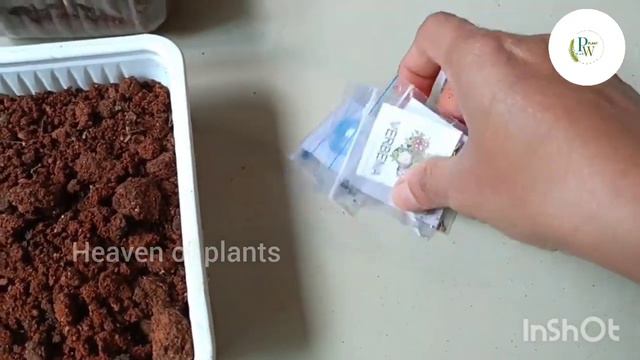 how to germinate winter flower seed |सर्दियों के बीज कैसे लगाए / terrace garden beautiful ideas смотреть онлайн