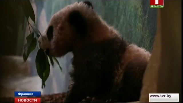 Детеныш панды, родившийся во Франции, представлен публике смотреть онлайн