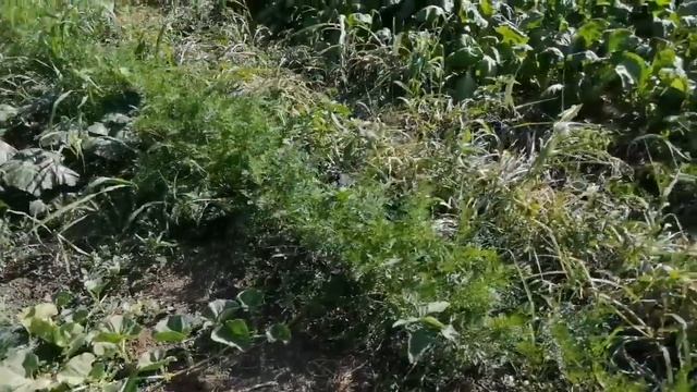 Встреча на Ясенской Переправе, жара 40° как выживают животные и растения в огороде. смотреть онлайн