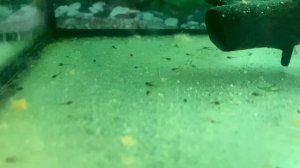 Новорожденные мальки коридорасов ( 2 суток)