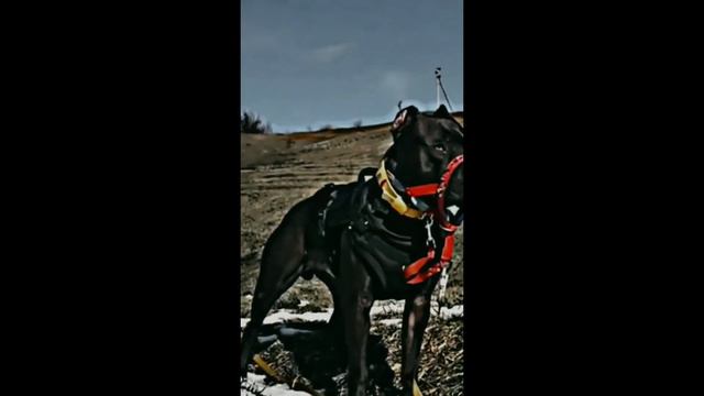 МАЛЕНЬКИЙ И ВЗРОСЛЫЙ ПИТБУЛЬ смотреть онлайн