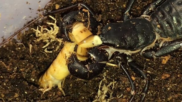 Mastigoproctus giganteus was hungry. смотреть онлайн