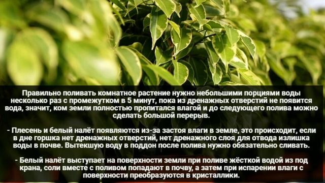 Как избавиться от плесени на земле? Плесень и белый налёт в горшках комнатных растений. смотреть онлайн