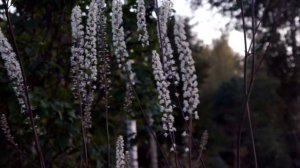 Цимицифуга или клопогон - многолетник с цветками на двухметровых цветоносах