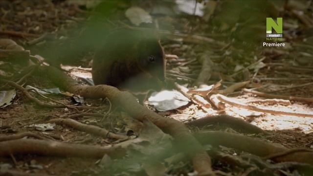 Одиссея животных / Animal Odyssey Серия 5 Путешествие австралийского кенгуру смотреть онлайн