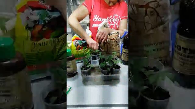 Подкормка и пикировка рассады. Чем удобрять, как расставлять. смотреть онлайн