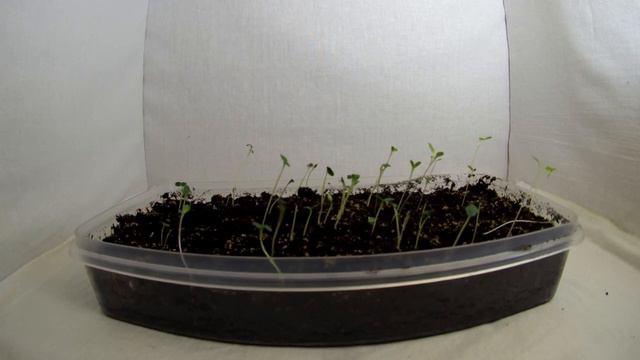 Ростки Ириса с Алиэкспресс // Iris sprouts from Aliexpress смотреть онлайн