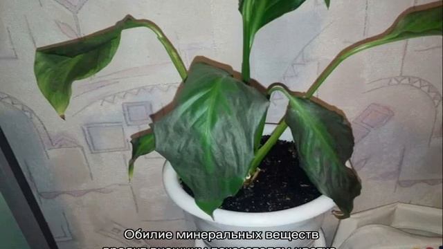 Спатифиллум — чернеют листья по краям, что делать