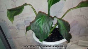 Спатифиллум — чернеют листья по краям, что делать