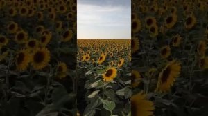 Очень  поздний посев подсолнечника ,стоит ли рисковать?