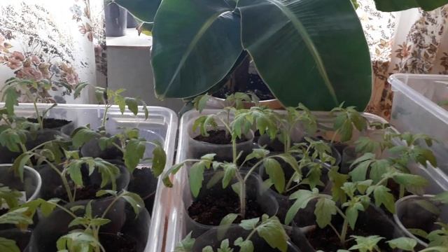 Подкормка по листу. смотреть онлайн