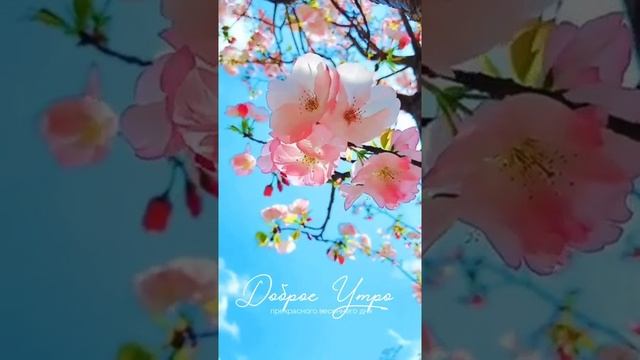 Доброе утро! #shorts смотреть онлайн