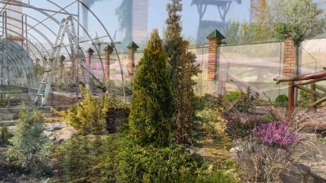 ТУЯ Смарагд Вариегата/ ТУЯ Голден Смарагд. Уход/ формирование/ размножение туи.