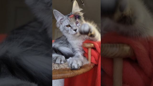 котёнок мейн кун из питомника Страна Гулливеров, gulliver-coon.ru смотреть онлайн