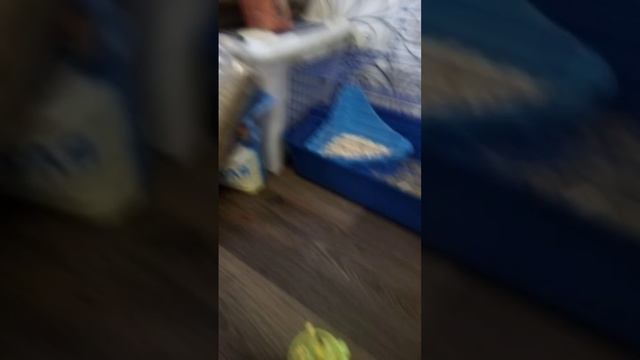 декоративный кролик день 1 смотреть онлайн
