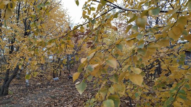 19 ноября- ПАВЕЛ ЛЕДОСТАВ/День вечной ЛЮБВИ/Народные СОВЕТЫ на день смотреть онлайн