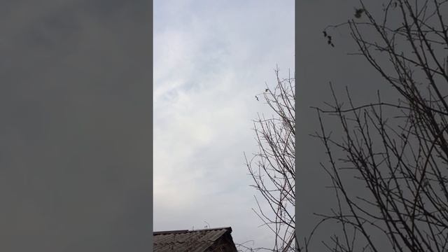 Голуби Алматы.Посадка желтого голубя , год не летал смотреть онлайн