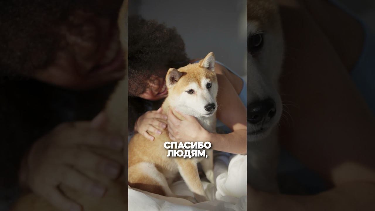 #интерьер #свет #donolux #освещение #лампа #собака смотреть онлайн