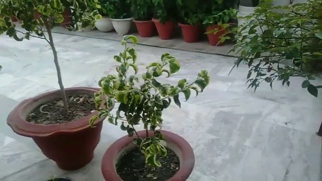 How To Grow And Care Of Ficus Benzamin Variegata Or Weeping Fig смотреть онлайн