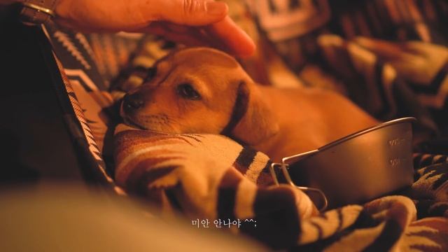{ 잠자는 숲 } 잠을 좋아하는 강아지와 행복한 숲속캠핑 | 감성캠핑 | 애견캠핑 | 솔로캠핑 | 캠핑필름 | 진돗개 смотреть онлайн