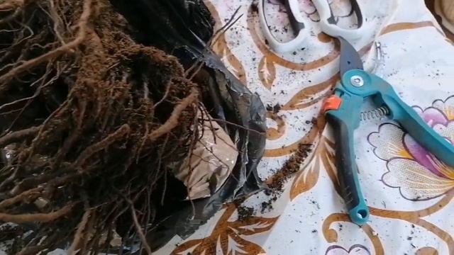 Обзор посылки из питомника "Розовый Рай". В розово-сиреневых тонах). ?? смотреть онлайн
