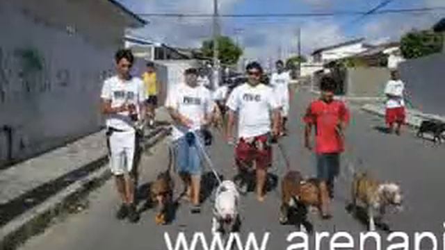 pitbull dövüşü, pitbull, fight, arenapit.com game dog pitbul смотреть онлайн