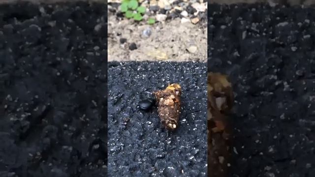 Dung beetle Part 1 смотреть онлайн