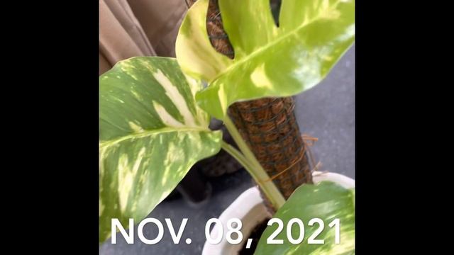 Epipremnum Pinnatum Aurea Propagation Update