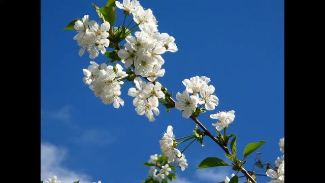 Corelli - Violin Sonata Op.5 No.10 arr Flute or Violin and Piano - 3. Sarabande смотреть онлайн