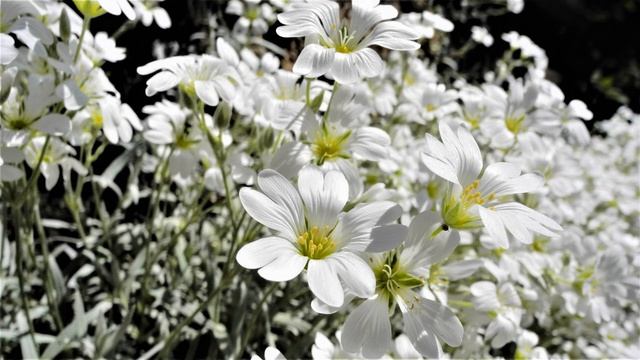 Как избавиться от сорняков с помощью растений. Неприхотливые почвопокровники в борьбе с сорняками