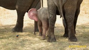 Розовый слон существует!