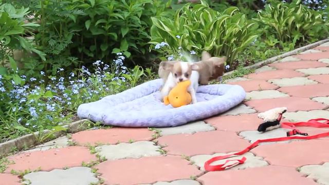 Щенки чихуахуа.Питомник Валентра Стар смотреть онлайн